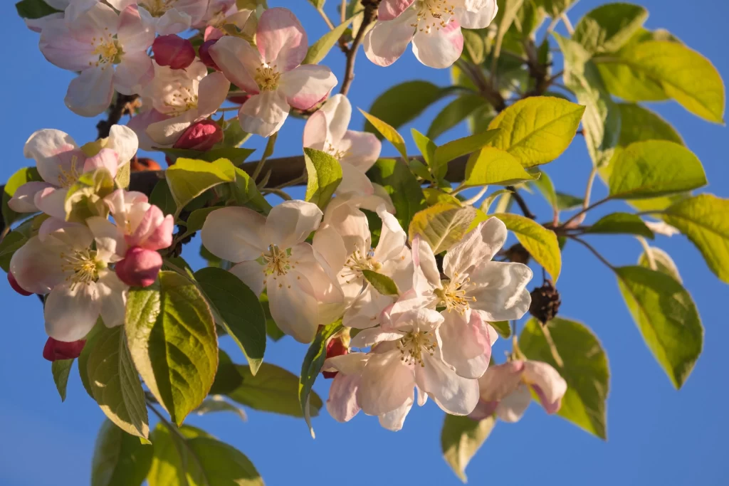 White Pink Blossom Petals Leaves Blue Sky