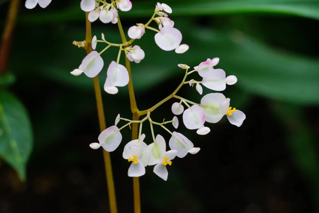 White Pink Crabapple Blossom Petals Yellow Stamen