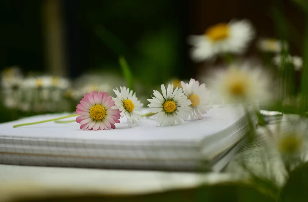 White Pink Daisy Petals Yellow Center