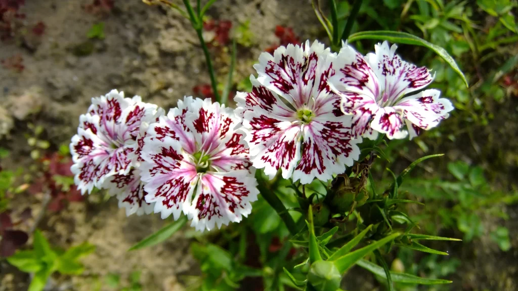 White Pink Maroon Carnation Petals Blooming