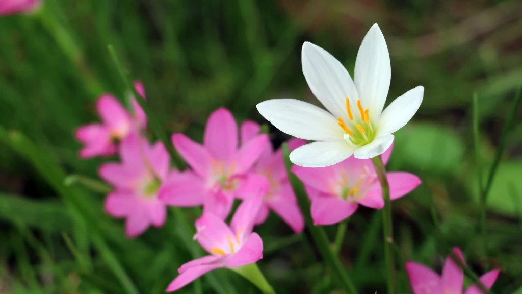 White Pink Petals Yellow Stamen Green