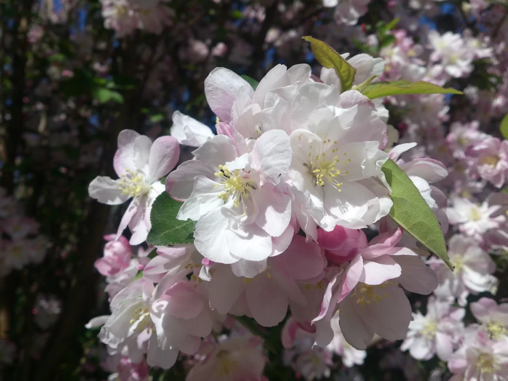 White Pink Petals Yellow Stamen Green gray Leaves