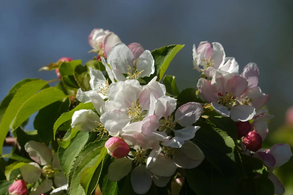 White Pink Petals Yellow Stamen Green gray Leaves