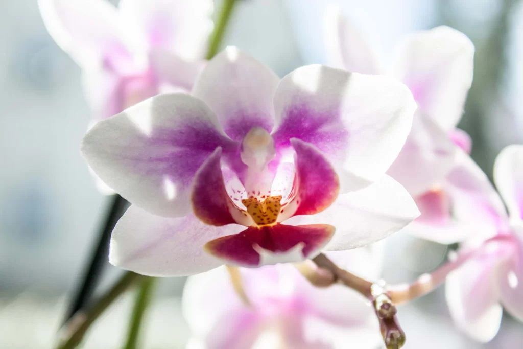 White Purple Orchid Petals Center Yellow