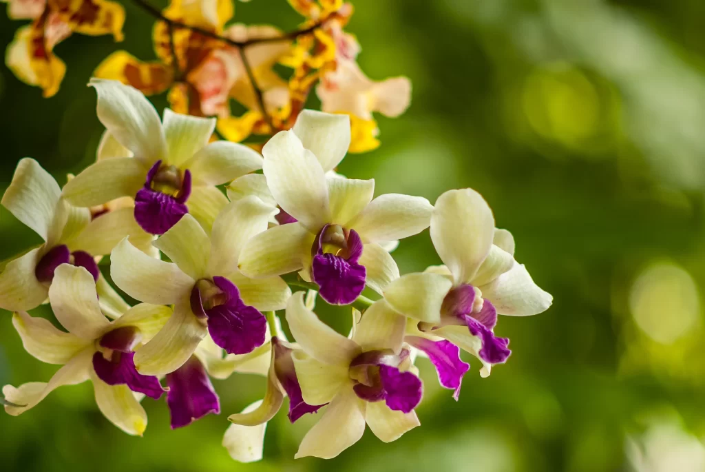 White Purple Orchid Petals Blooming