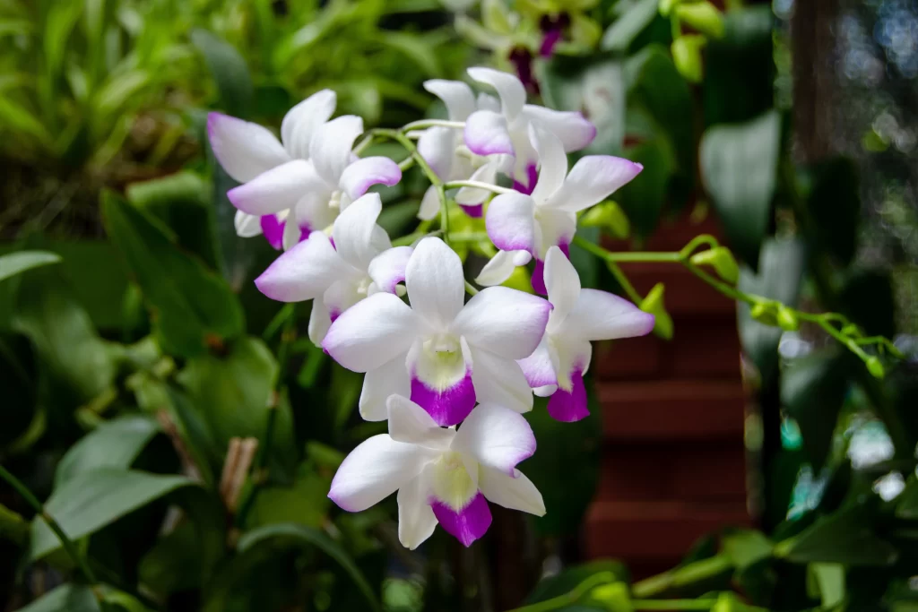 White Purple Orchid Petals Blooming Greenery