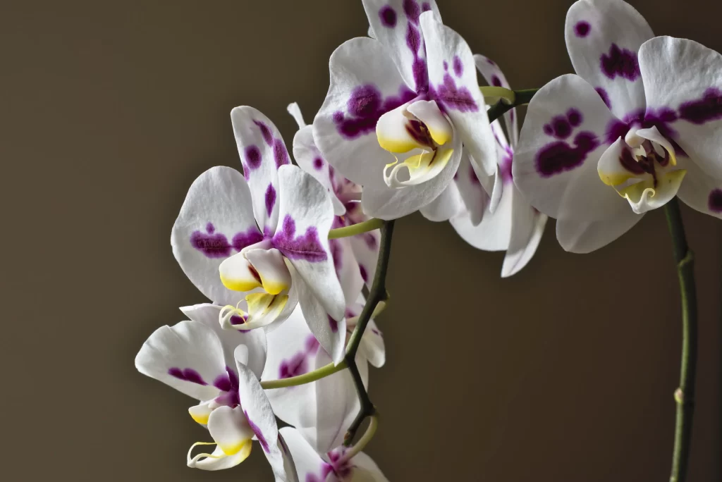 White Purple Orchid Petals Blooms
