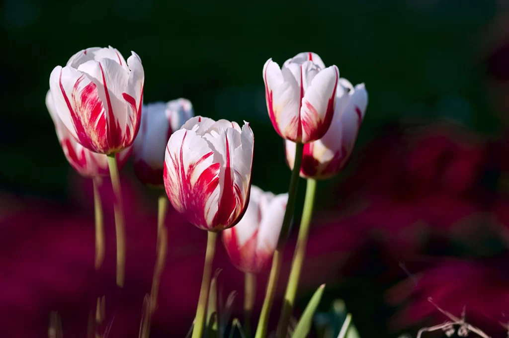 White Red Tulip Petals Stems Garden