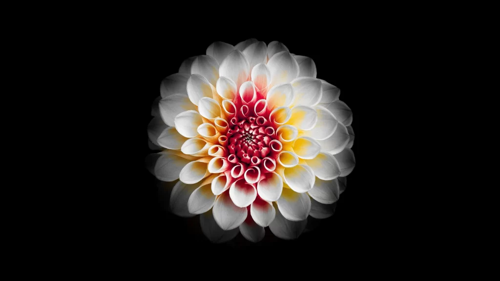 White Red Yellow Dahlia Petals Gradient