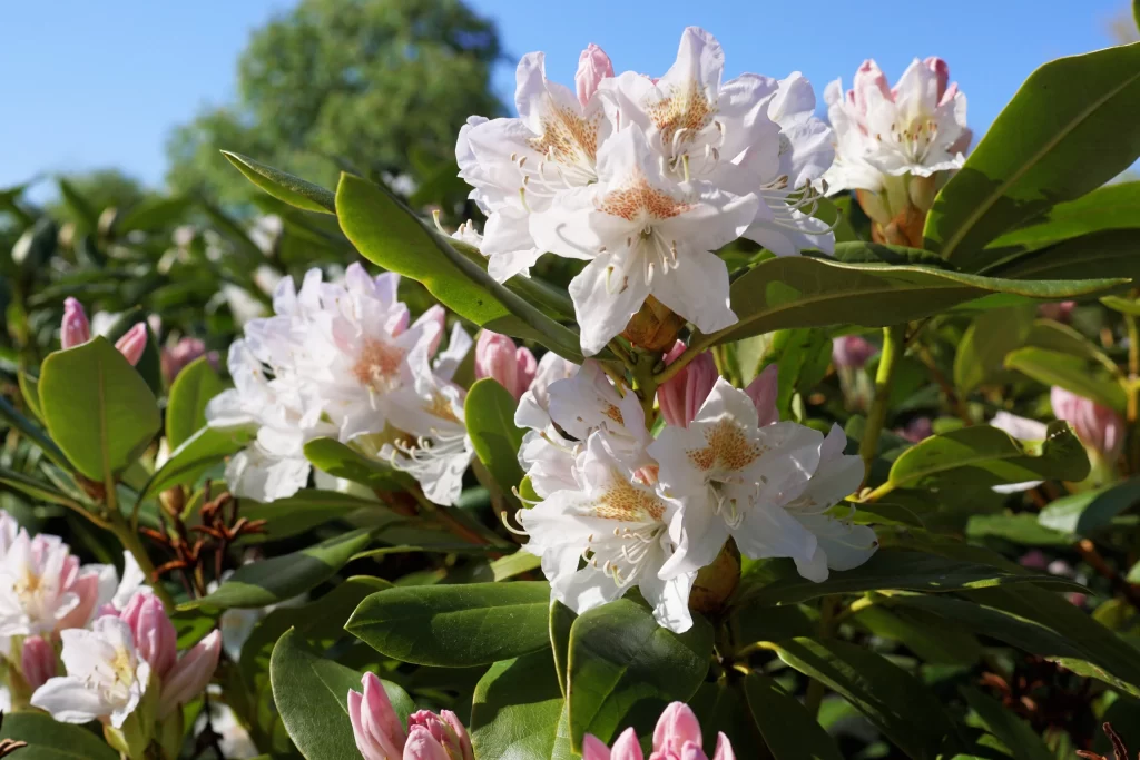 White Rhododendron Blooms Petals Green Leaves Pink Buds