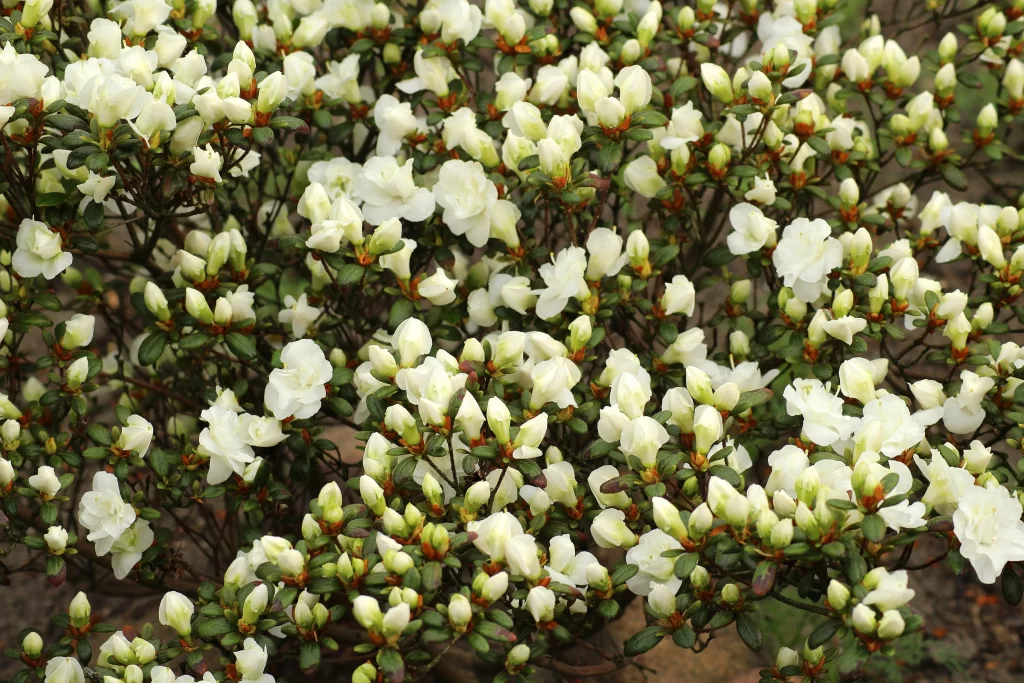 White Rhododendron Blooms Petals Green Leaves