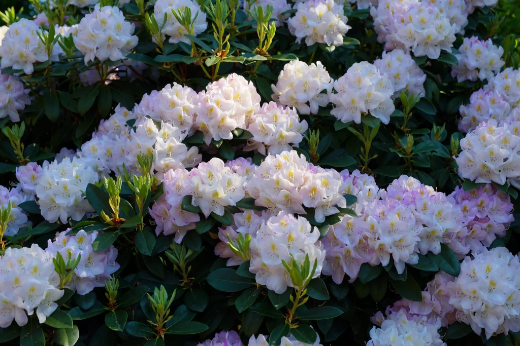 White Rhododendron Blooms Petals Yellow Speckles Green Leaves