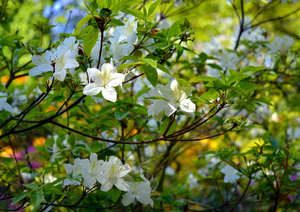 White Rhododendron Blossom Petals Green Leaves