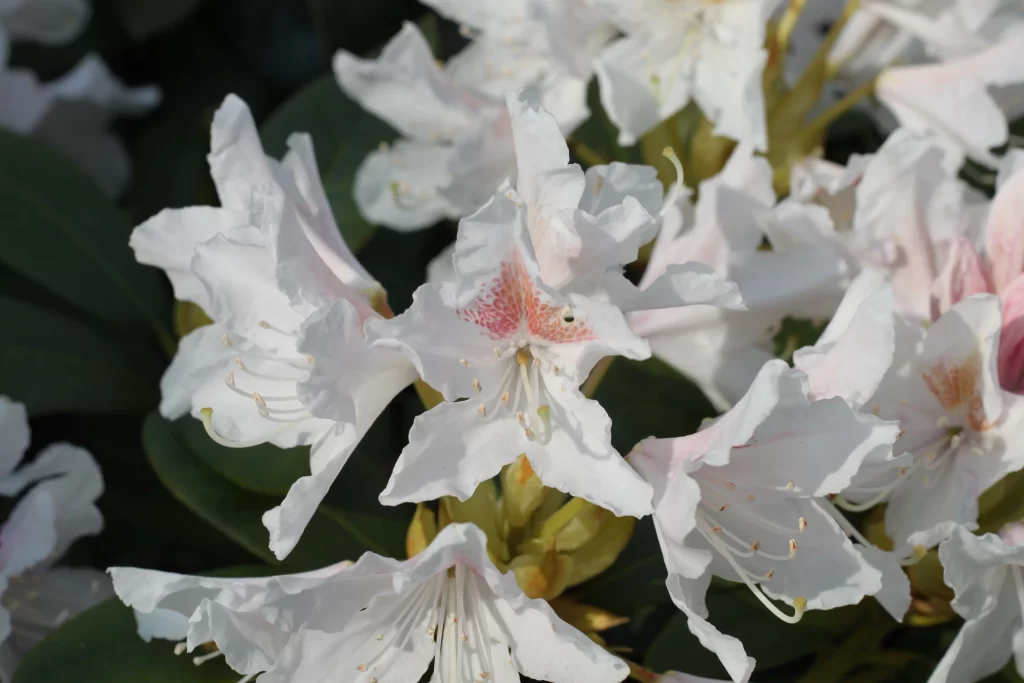 White Rhododendron Petals Pink Speckles Green gray Leaves