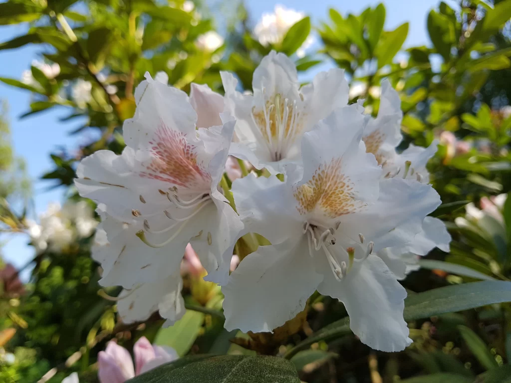 White Rhododendron Petals Yellow Pink Speckles Green Leaves