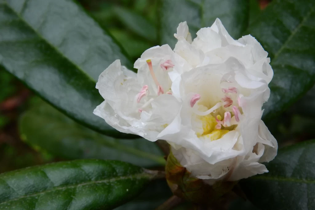 White Rhododendron Petals Pink Stamens Yellow Center