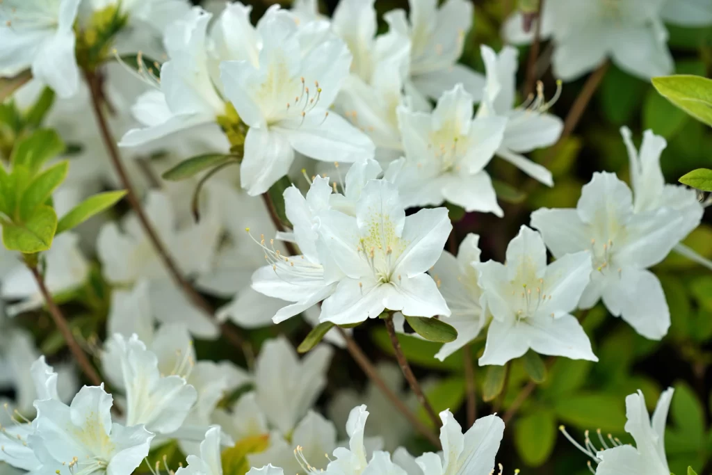 White Rhododendron Petals Green gray Leaves