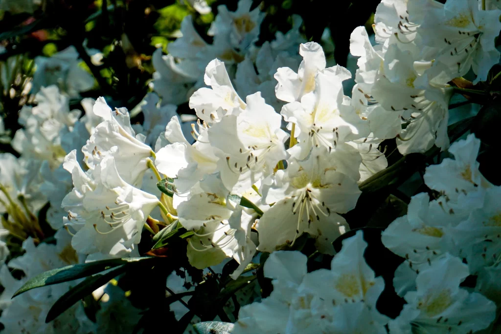 White Rhododendron Petals Sunlight Green Leaves