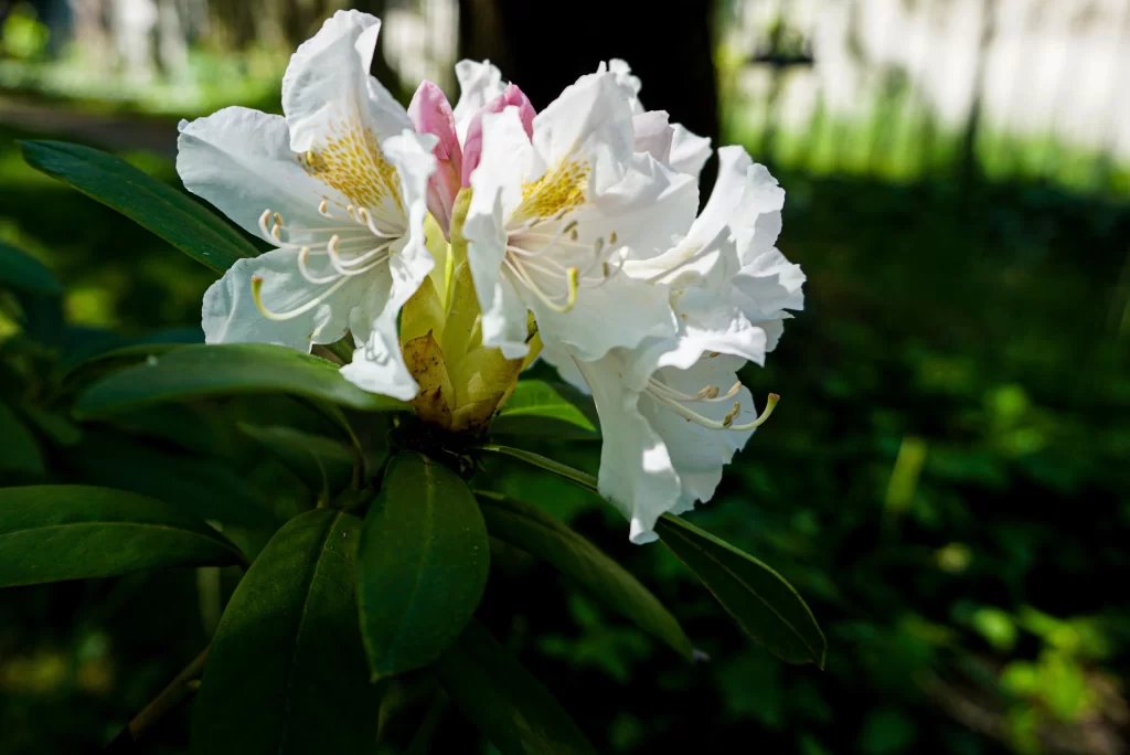 White Rhododendron Petals Yellow Spots Green Leaves