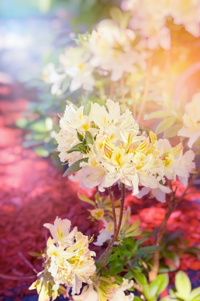 White Rhododendron Petals Yellow Center warm Sunlight
