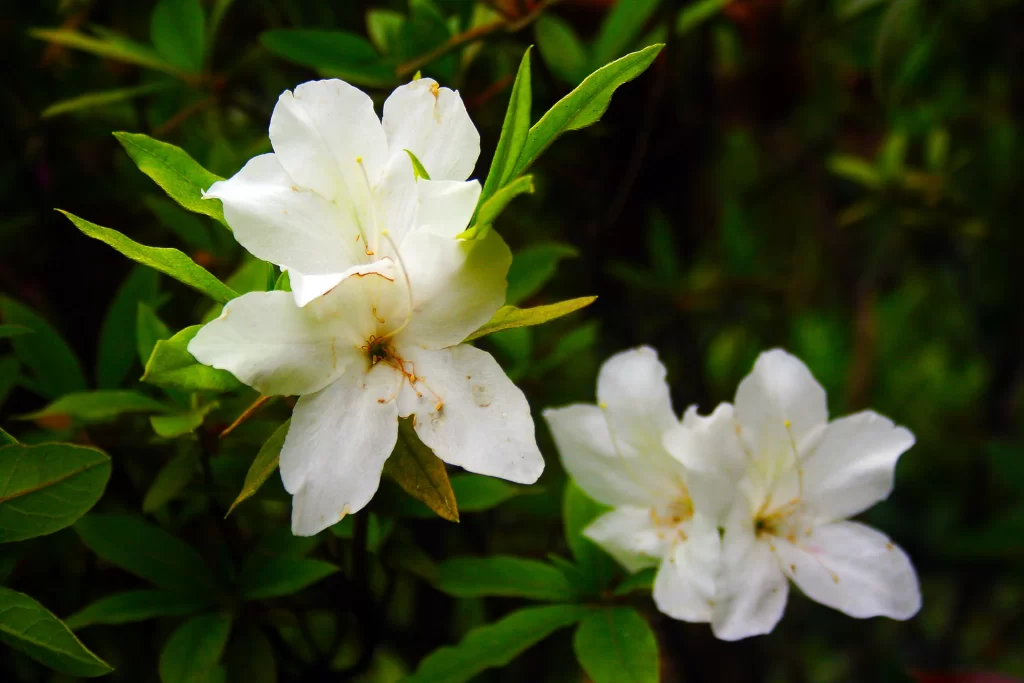 White Rhododendron Petals Green warm Leaves