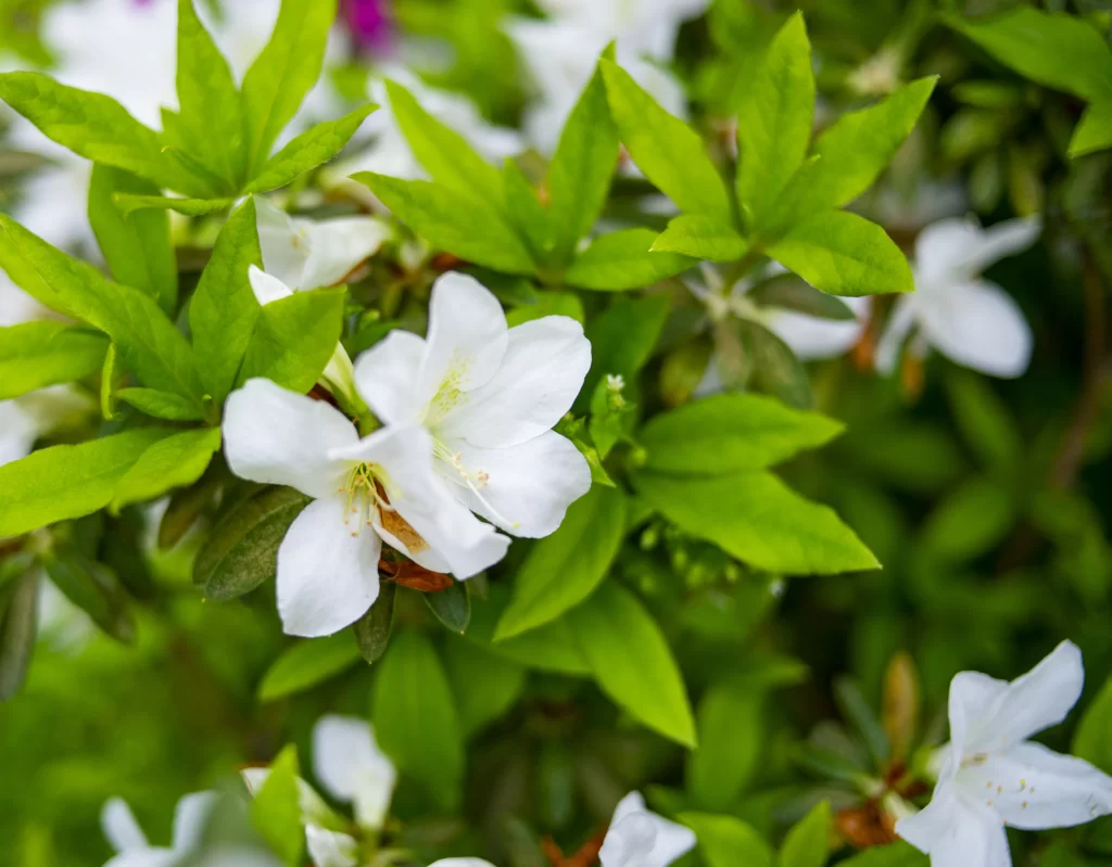 White Rhododendron Petals Green warm Leaves