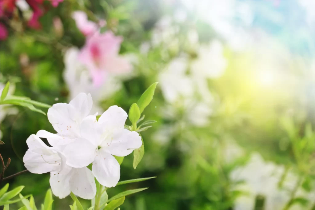 White Rhododendron Petals Green Leaves Blurred Background