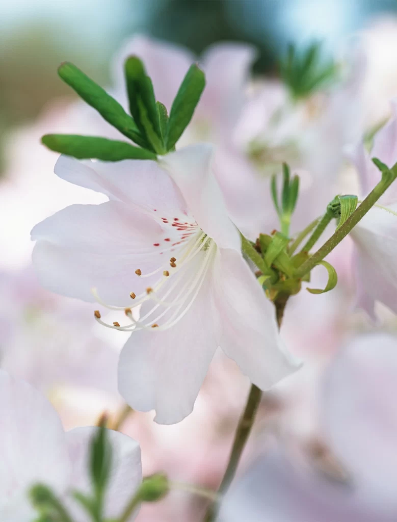 White Rhododendron Petals Stamens Green Leaves