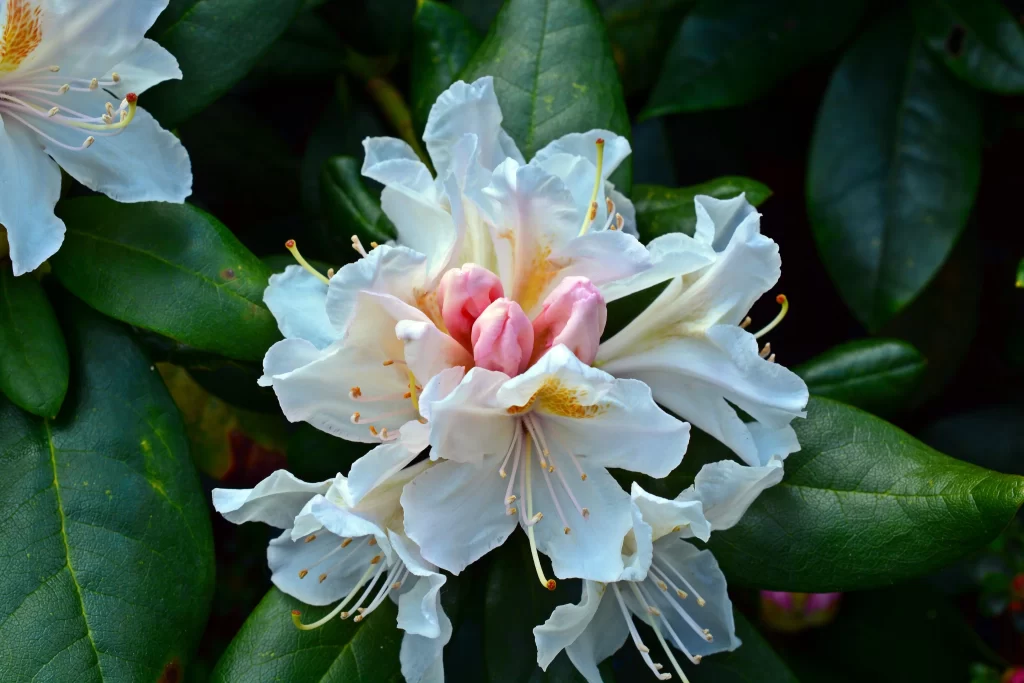White Rhododendron Petals Pink Center Green Leaves