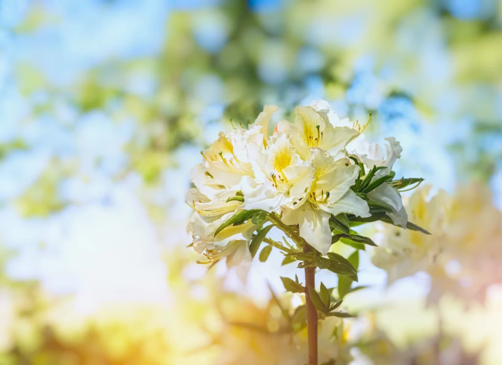 White Rhododendron Petals Yellow Center gray Sunlight