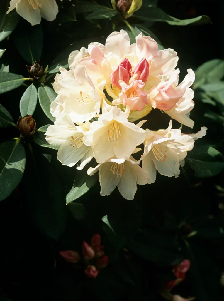White Rhododendron Petals Pink Center Sunlit
