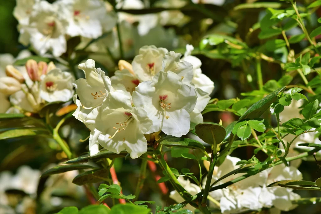 White Rhododendron Petals Green Leaves Blooming
