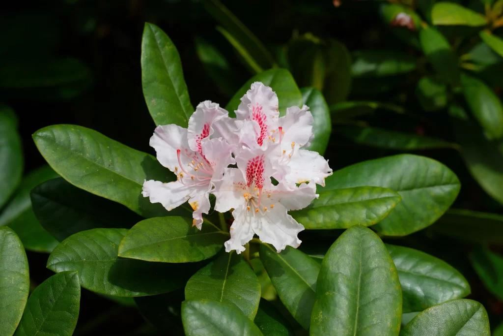 White Rhododendron Petals Pink Speckles Green warm Leaves