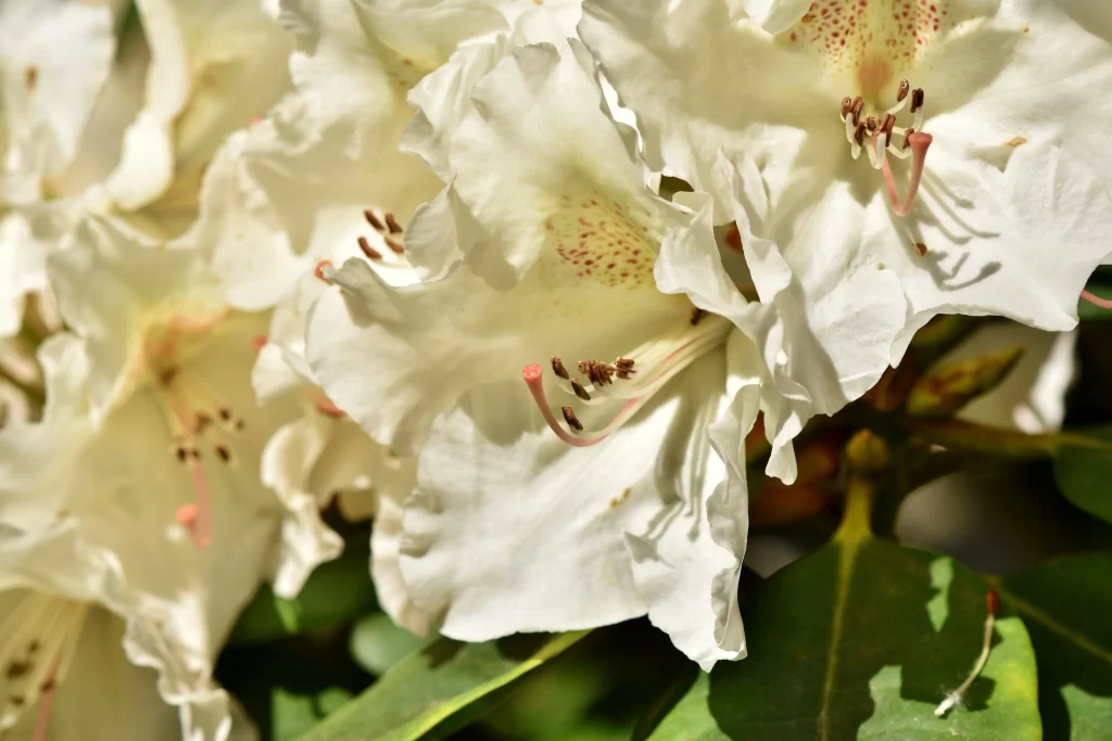 White Rhododendron Petals Yellow Speckles Green Leaves
