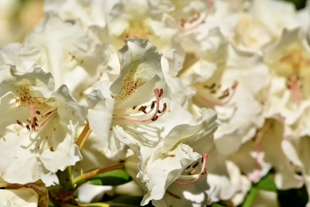 White Rhododendron Petals Yellow Speckles Pink warm Stamen