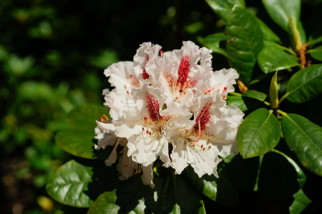 White Rhododendron Petals Red Speckles Green Leaves