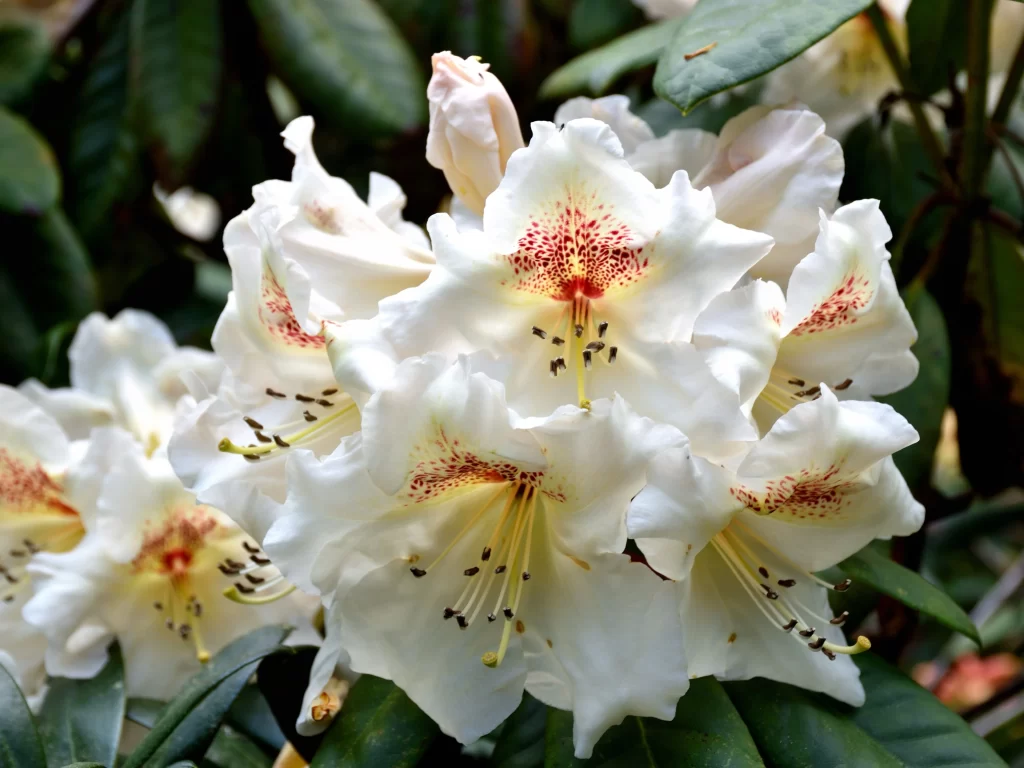 White Rhododendron Petals Red Speckles Yellow Center