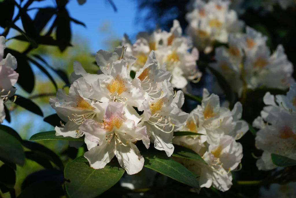 White Rhododendron Petals Yellow Center Green Leaves