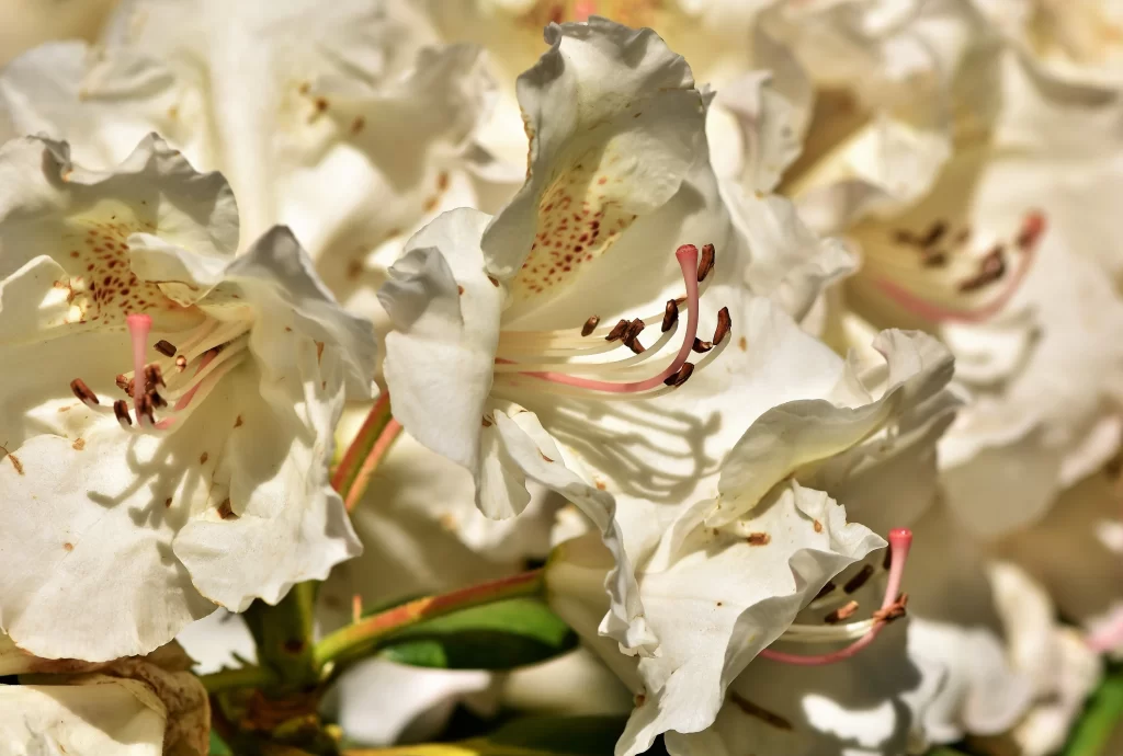 White Rhododendron Petals Yellow Speckles Pink warm Stamen