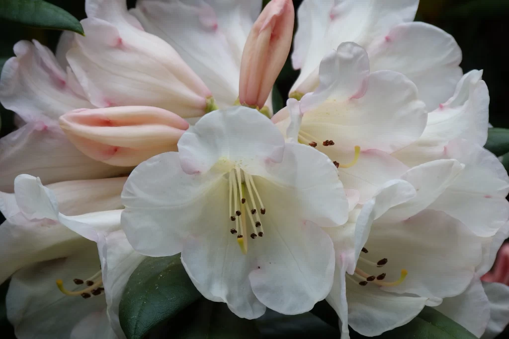 White Rhododendron Petals Pink Edges Dark Background