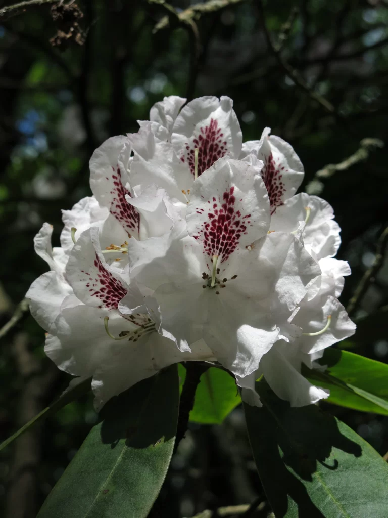 White Rhododendron Petals Dark Spots Green Leaves