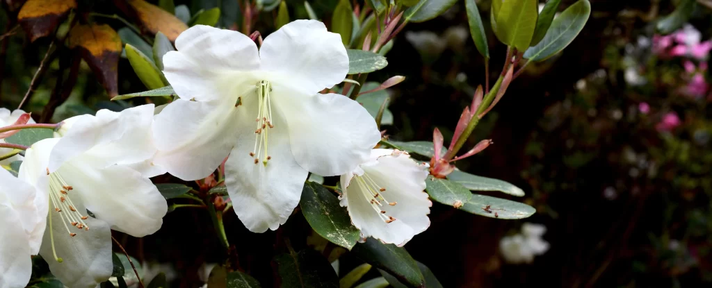 White Rhododendron Petals Blooming Green gray Leaves