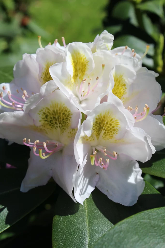 White Rhododendron Petals Yellow Center Pink Stamen
