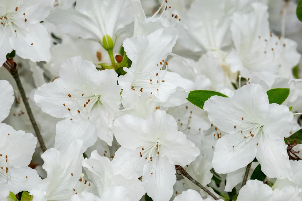 White Rhododendron Petals Blooming Green gray Leaves