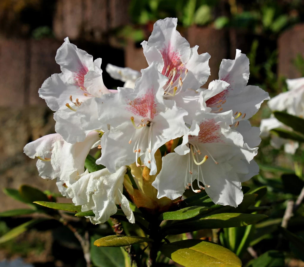 White Rhododendron Petals Pink Speckles Sunlit
