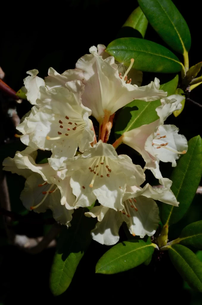 White Rhododendron Petals Green dark Leaves