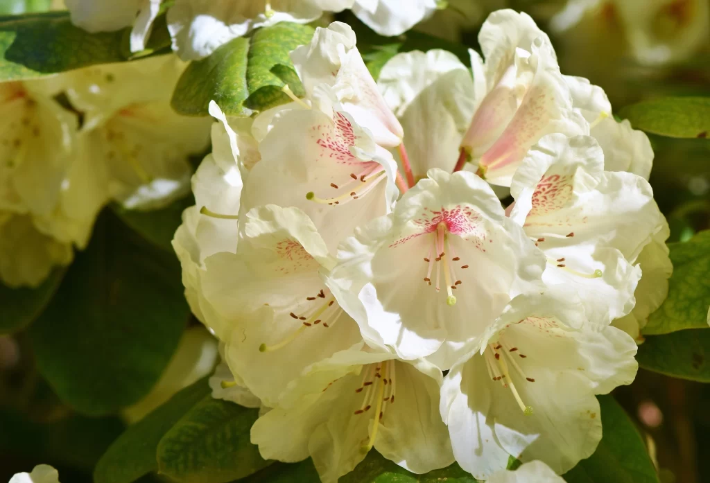 White Rhododendron Petals Pink Speckles Green warm Leaves