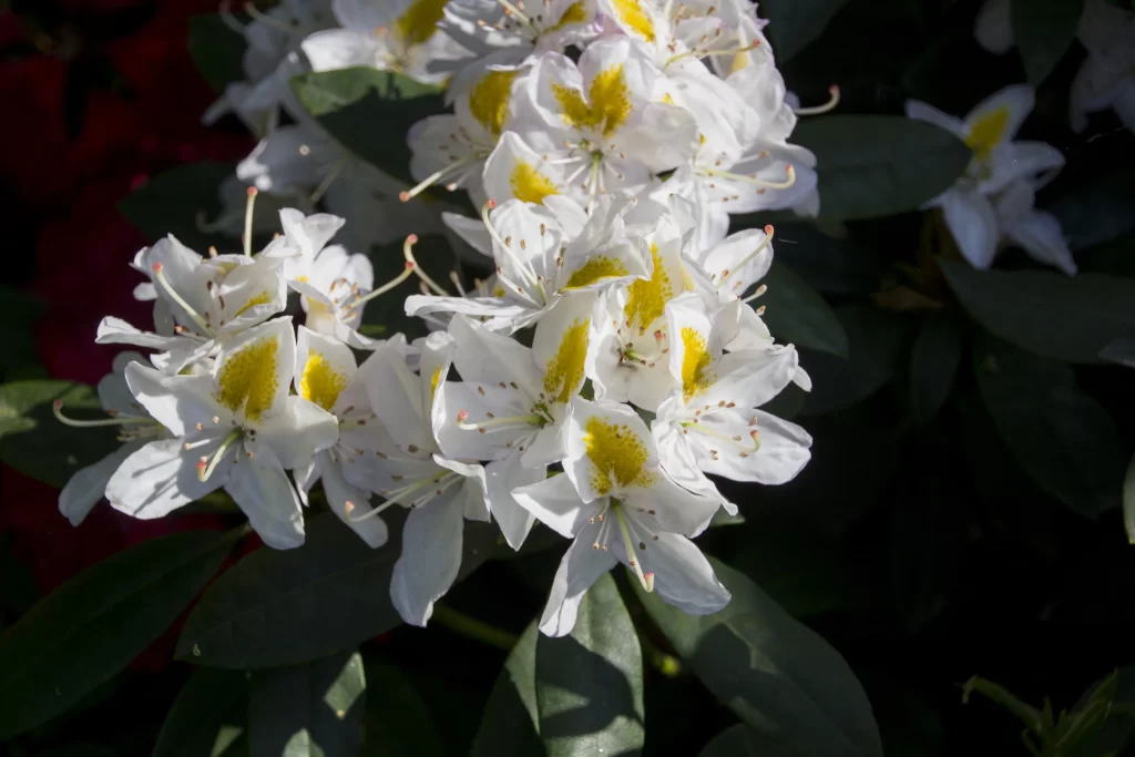 White Rhododendron Yellow Spots Petals Green Leaves