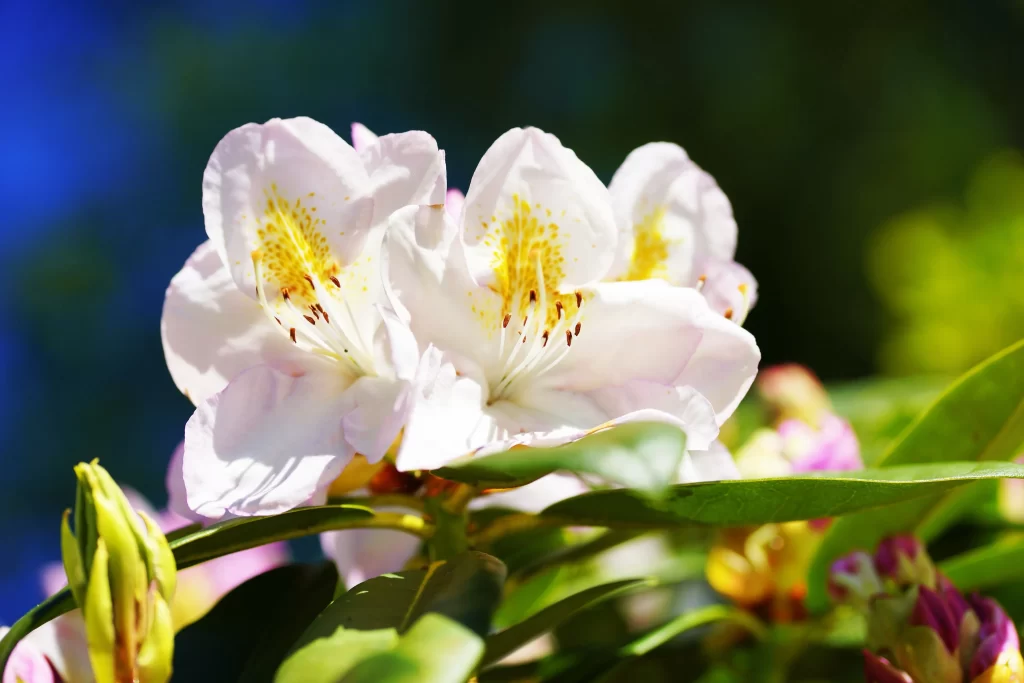 White Rhododendron Yellow Speckles Petals Green Leaves