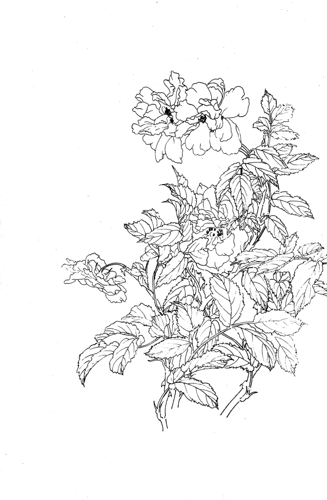 White Rose Chinese Line Drawing Botanical Art